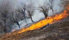 آتش سوزی در جنگل های روستای سرخگریوه