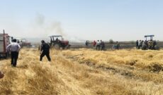 آتش سوزی گسترده گندم در مزارع کشاورزی